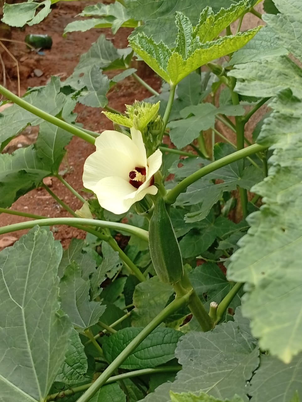 okra